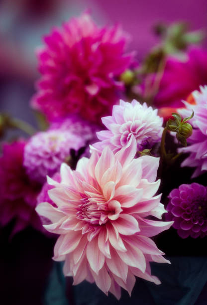 Dahlias in full bloom in the gardens of 'Dahlia Beach'