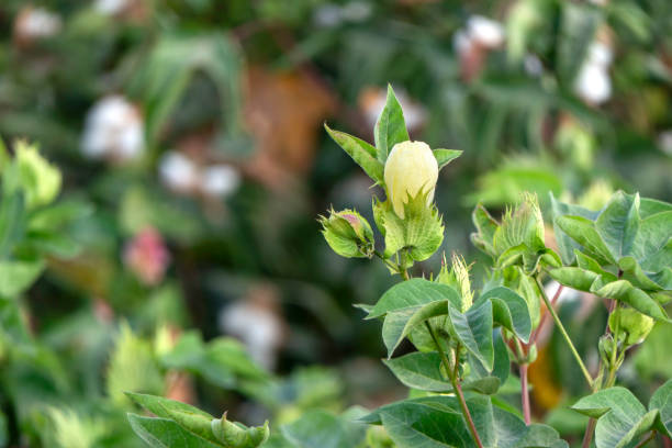 Delicate cotton flower closeup among green foliage. Israel