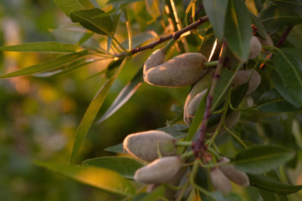 Almond fruits on a tree in the garden.