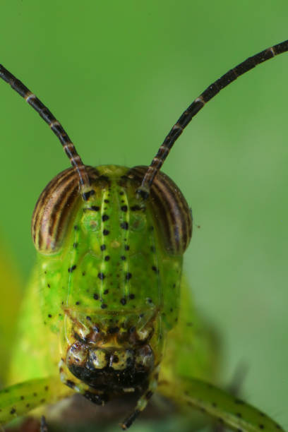 Grasshopper on a green leaf in the nature. macro