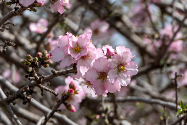 istock Pink almond flowers and buds close-up 2168183329