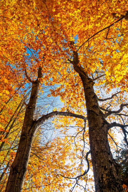 Beautiful autumn tree with golden leaves treetop