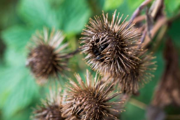 chinese medicine plant Hemistepta lyrata (Bunge) Bunge in outdoor in Spring