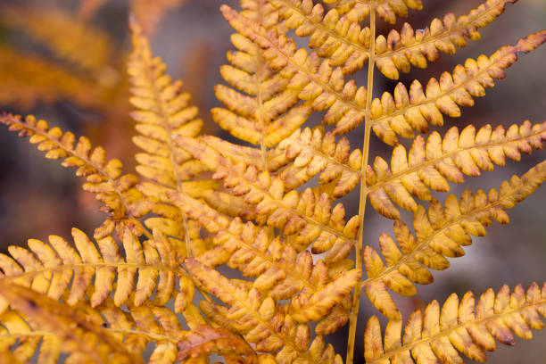 Common bracken, Pteridium aquilinum, orange autumn leaves closeup selective focus