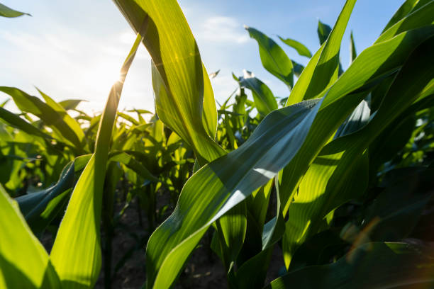 istock a field with green corn foliage in the summer sunset 2168186863