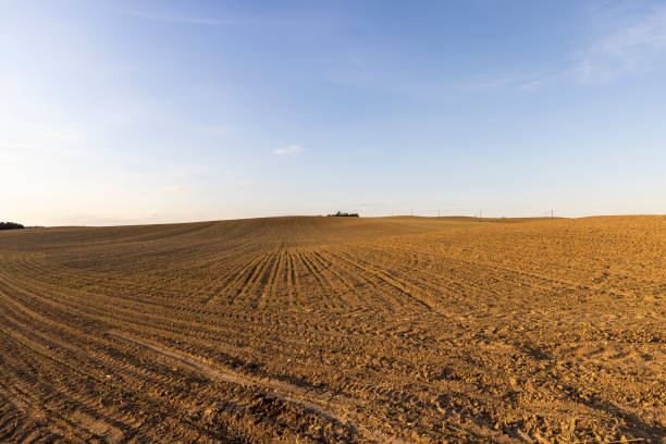 istock sunset in a field with young corn sprouts in a fertile field 2168186872