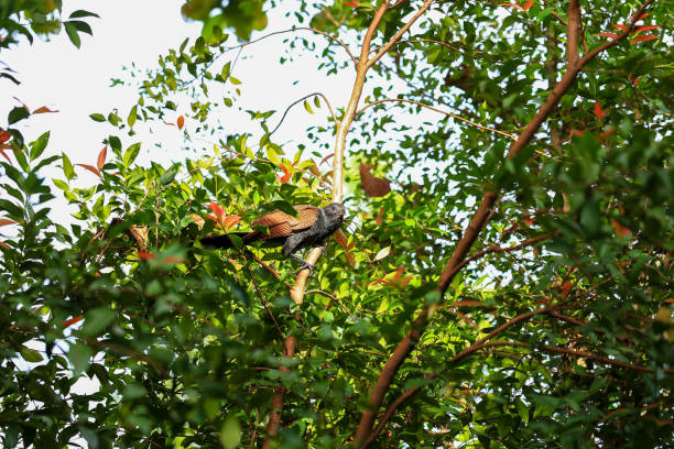 istock Crested cuckoo bird on a tree in the jungle. 2168187318