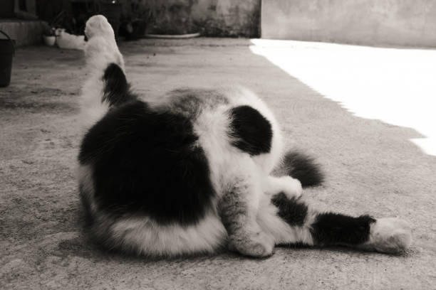 Black and white photo of Tabby Cat with three color patterns scratching its body. Animal Behaviour. Furry Cat. Domestic Cat. Cute and adorable pets. Animal body parts. Lovely cat with funny behavior.