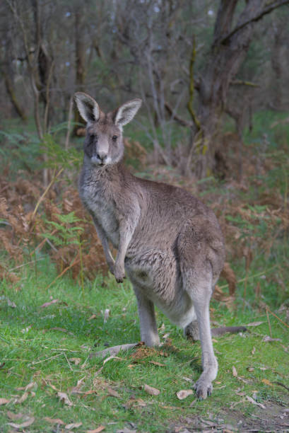 istock Kangaroo and Baby in the Park 2168195524