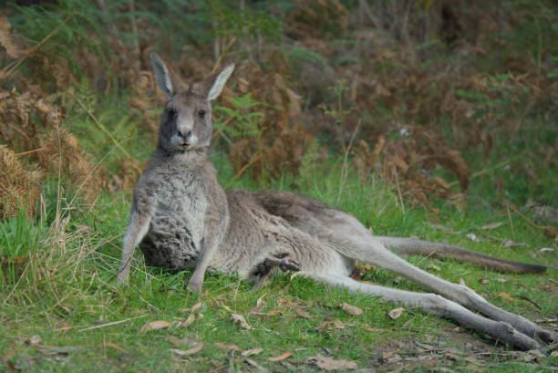 istock Kangaroo and Baby in the Park 2168195537