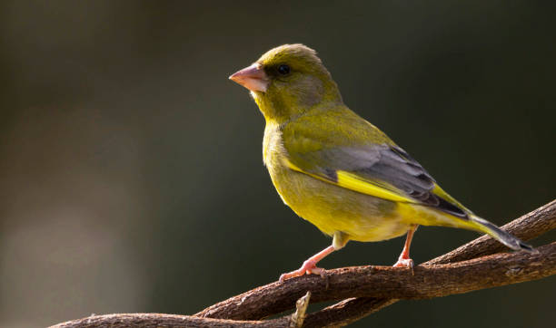 istock Creative Portugal wildlife  Pictures 2168199119