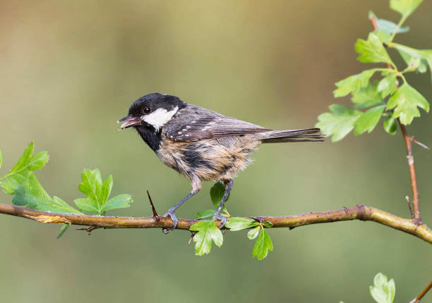 istock Creative Portugal wildlife  Pictures 2168199873