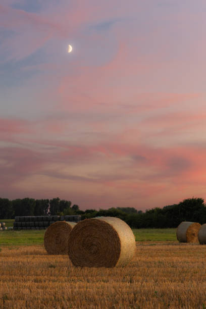 hay bales in a field at sunset