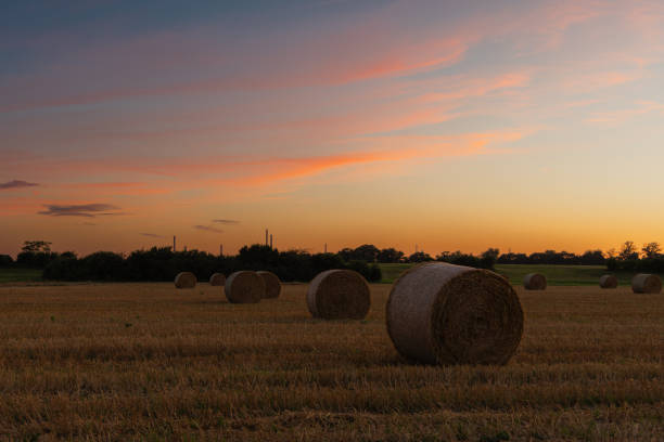 hay bales in a field at sunset