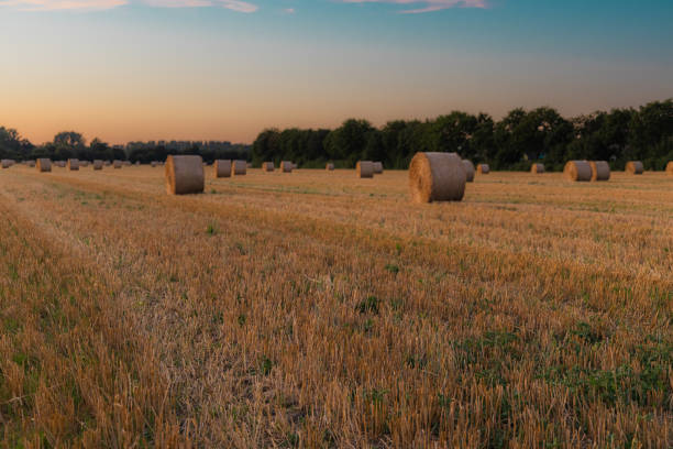 hay bales in a field at sunset