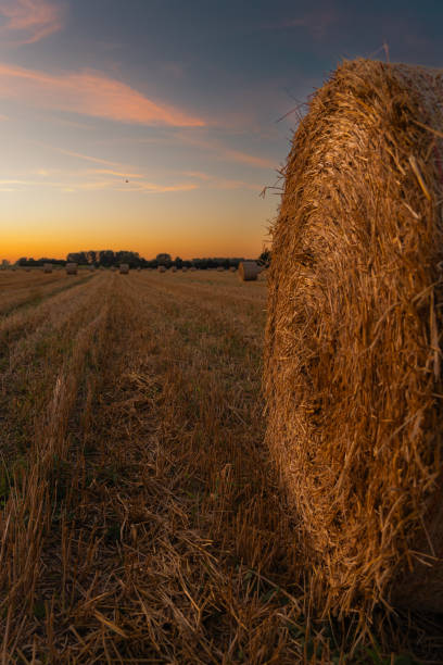 hay bales in a field at sunset