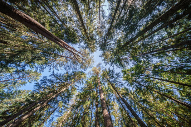 istock A Majestic Tree Canopy View Enveloped Against a Crystal Clear Bright Blue Sky Above It 2168205127