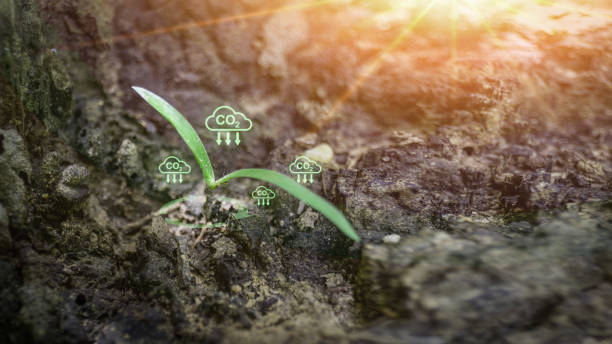 istock A plant is growing in a rocky area with a green leaf that has CO2 on it 2168205498