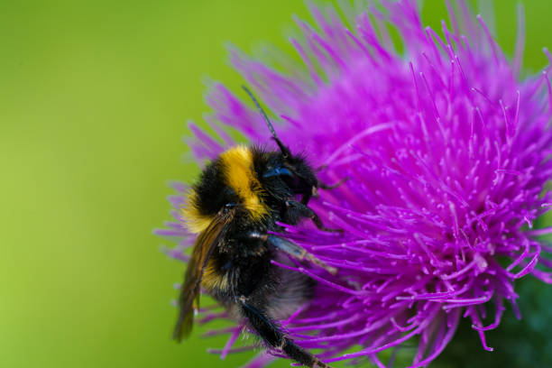 istock This is a close up image depicting a bee resting on a vibrant purple flower 2168206146