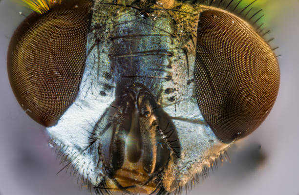 istock Closeup view of a Vibrantly Colorful Flys Head Observed Under the Microscope Lens 2168206218