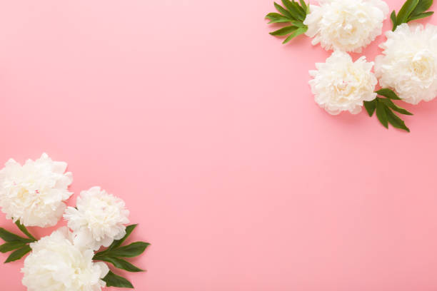 istock Fresh beautiful soft white peony flowers with green leaves on light pink table background. Pastel color. Closeup. Empty place for inspirational text, lovely quote or positive sayings. Top down view. 2168206418