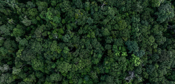 istock Aerial view nature green forest and green tree forest texture background, Texture and background green tree forest view from above, Nature conservation ecosystem. 2168209179