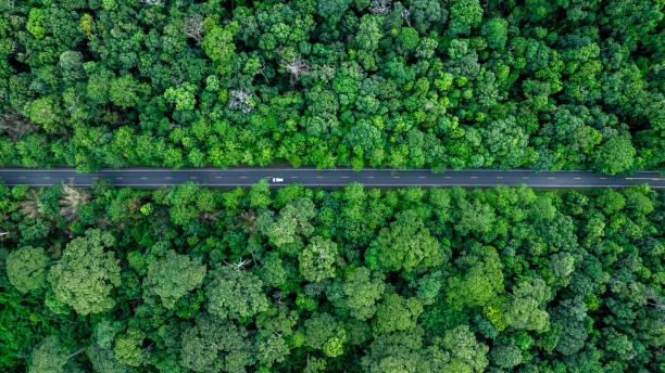 istock Electric vehicle car in forest road deep rainforest tree with green tree forest view from above, Aerial view electric vehicle ev car in forest asphalt road, EV car on road middle of forest tree. 2168209186