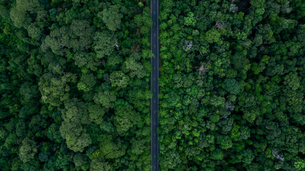 istock Aerial view asphalt forest road  passing through the green forest tree, Forest road in the middle of the jungle green forest tree, Road in woodland outdoor adventure trip. 2168209247