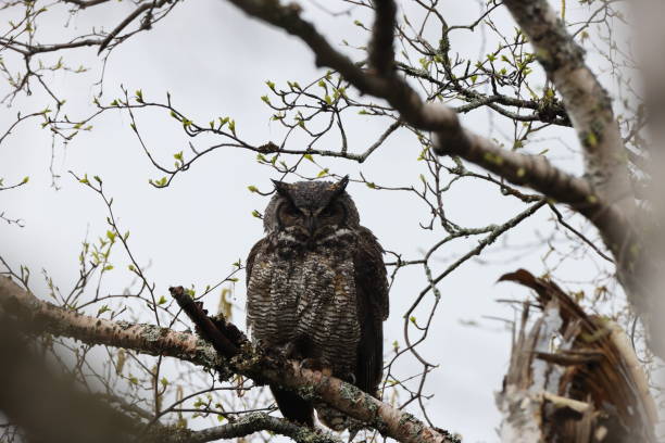 istock Great Horned Owl  Newfoundland Kanada 2168211227