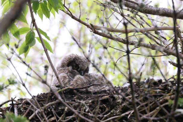 istock Great Horned Owl Nest Newfoundland Kanada 2168211769