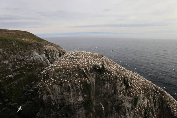 istock Cliffs at the Gannet Colony at Cape St. Mary's Ecological Reserve, Avalon, Newfoundland 2168212049