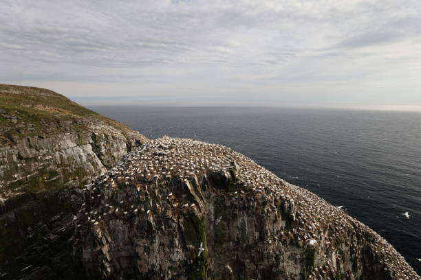 istock Cliffs at the Gannet Colony at Cape St. Mary's Ecological Reserve, Avalon, Newfoundland 2168212241