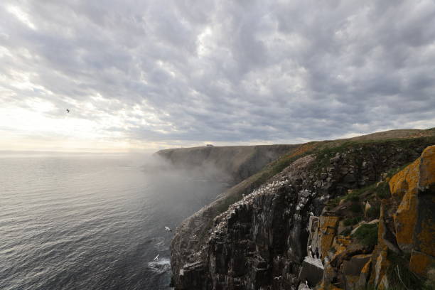 Cliffs at the Gannet Colony at Cape St. Mary's Ecological Reserve, Avalon, Newfoundland
