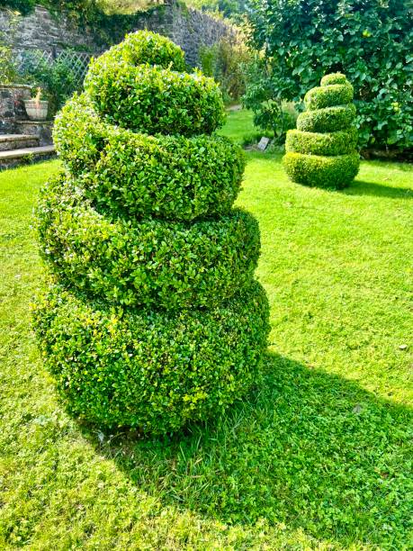 Green box hedging trimmed into two spiral topiaries