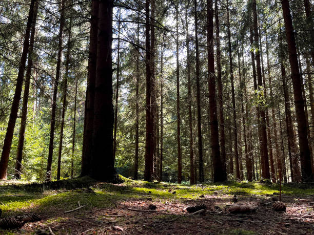 istock In a coniferous forest in the summer. 2168215278
