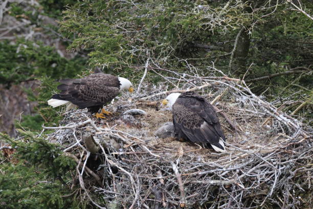 istock Adult  Bald Eagle with  chick in a nest in a tree Newfoundland Canada 2168215755