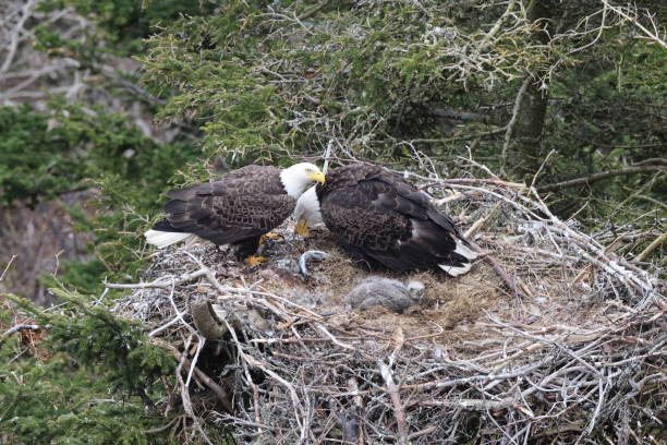 istock Adult  Bald Eagle with  chick in a nest in a tree Newfoundland Canada 2168215859