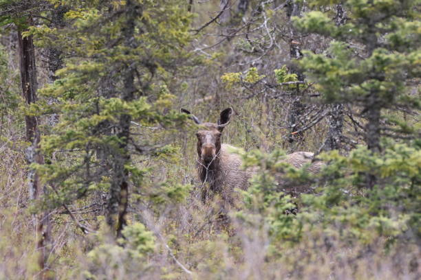 The Alaska moose, or Alaskan moose in Alaska, or giant moose and Yukon moose in Canada, is a subspecies of moose that ranges from Alaska to western Yukon. The Alaska moose is the largest subspecies of moose.