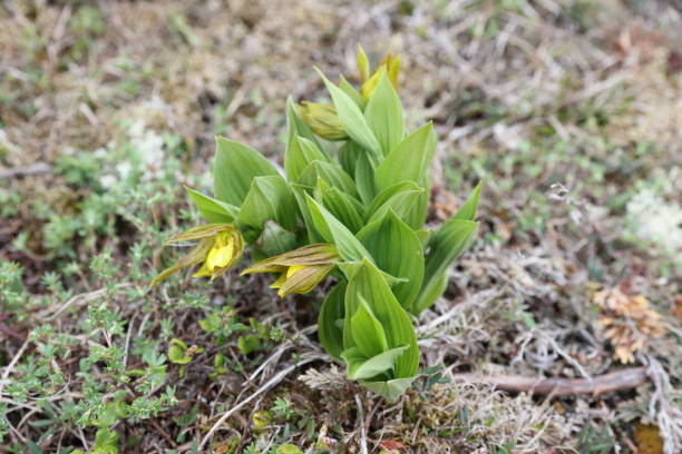 istock Cypripedium parviflorum Newfoundland Canada 2168216313