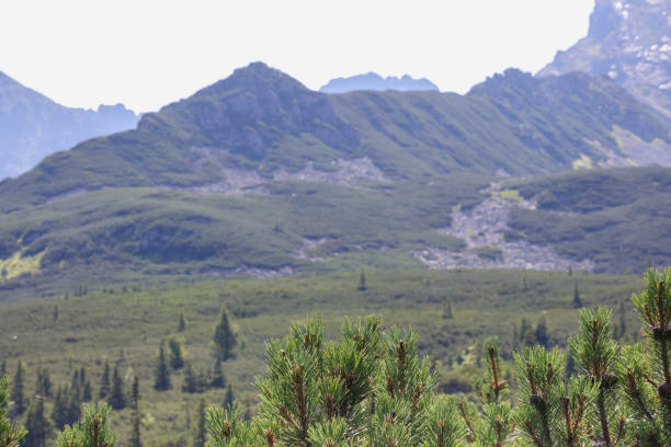 Nature view with landscape with trees and mountains