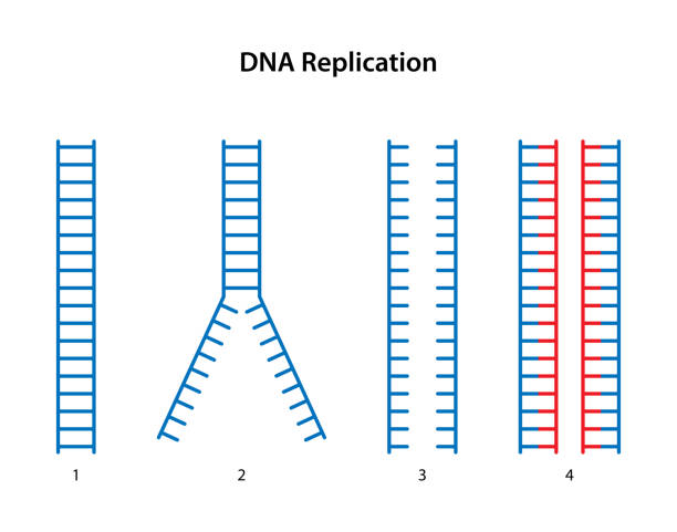 Replication Racks 10+ Replication Bubble Ilustrasi, Grafik Vektor, & Clip Art Bebas ...