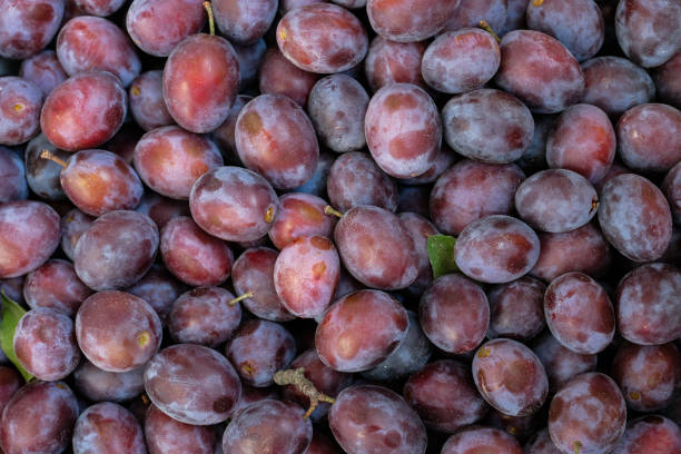 istock Ripe plums in the morning light. 2168218888