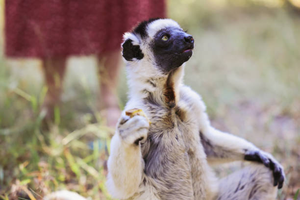 A sifaka lemur perches comfortably on the ground, curiously scanning its environment while delicately holding a piece of food, showcasing its vibrant fur and engaging behavior.