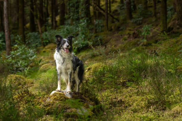 istock Border collie in the forest posing on a rock for natural portrait 2168222467