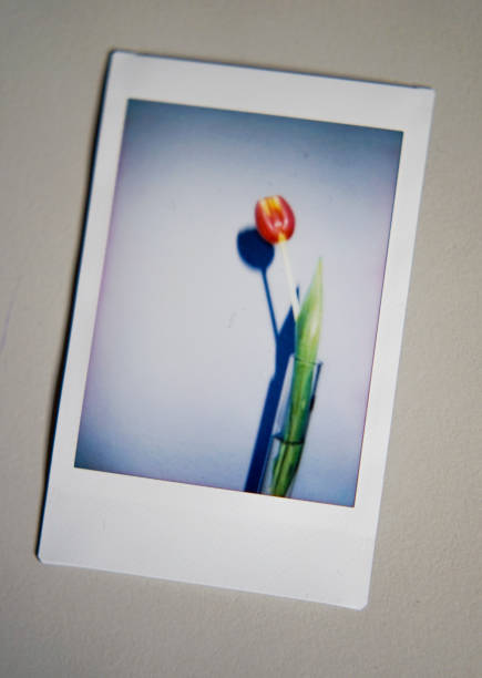 istock Instant photography image of flowers 2168222680