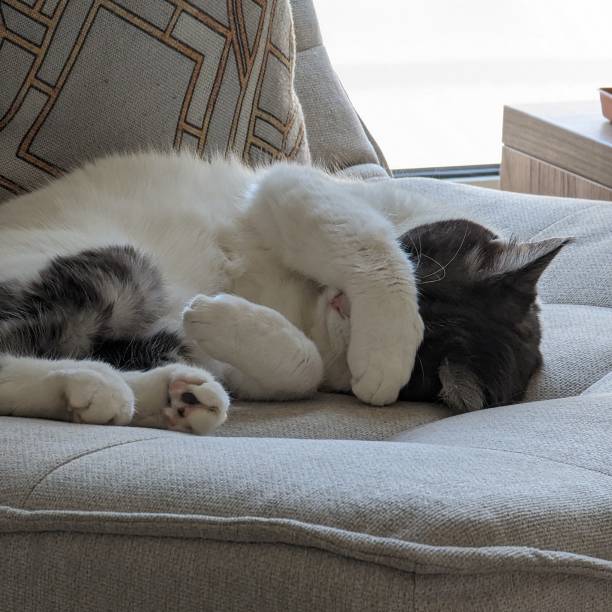 Cat sleeping while covering eyes Cute black and white cat covering eyes whilst sleeping on a beige chair hair covering eyes stock pictures, royalty-free photos & images