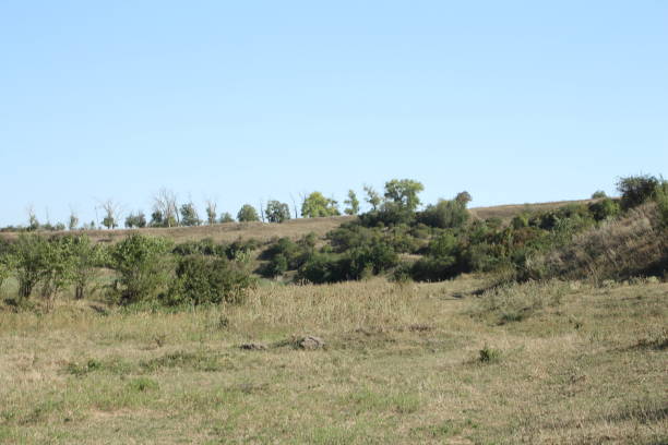 istock A grassy area with trees in the background 2168223678