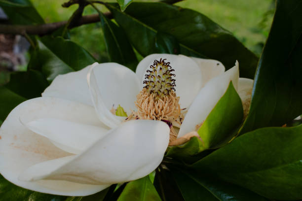 Magnolia grandiflora, commonly called Southern magnolia or Bull bay, is a medium to large evergreen tree, growing to 10-30meters high. Native to Southeastern United States, it is now widely cultivated in warm areas around the world. Flagrant white flowers bloom in early summer (June-July), which turn into cone-like fruiting clusters that mature in late summer to early fall, releasing seeds at maturity.