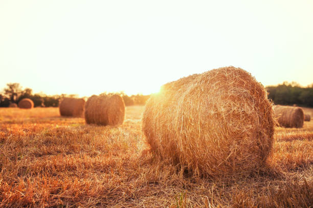 istock Evening sun on bales of straw 2168225502