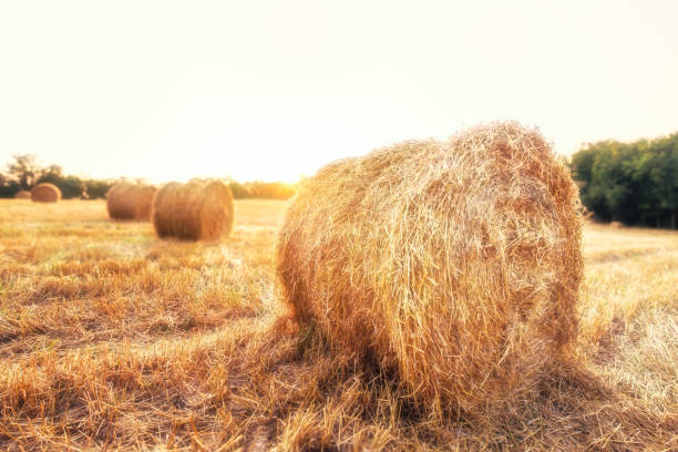 istock Evening sun on bales of straw 2168225506